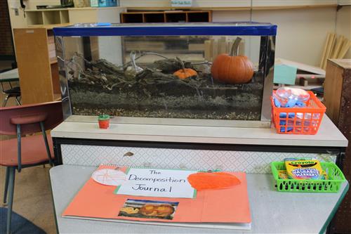 pumpkins rotting in a tank 