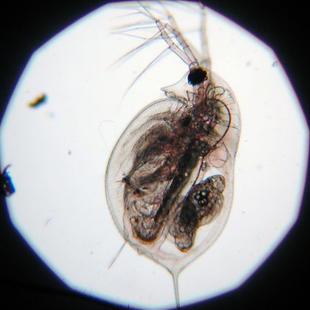 zooplankton #1 