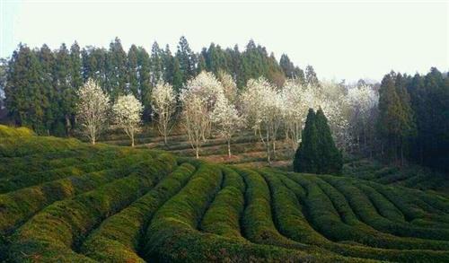 Boseong Tea Plantation 