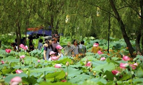 Buyeo Seodong Lotus Festival 
