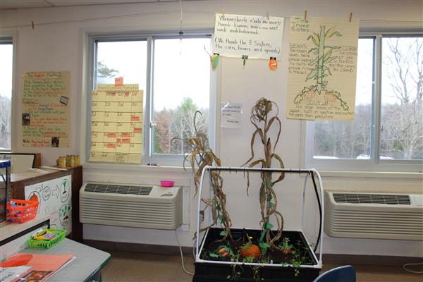  corn, beans and pumpkins growing together in indoor classroom garden 