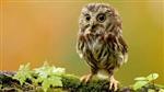 baby owl 