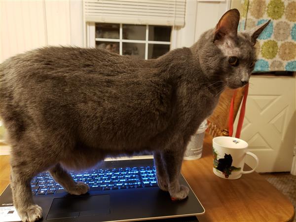 Cat standing on laptop