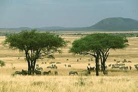 African Savanna 